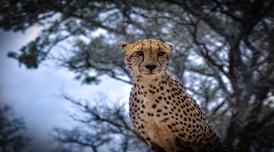7 day budget safari from arusha